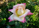 Parthenon ® rose photo