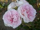 Alexandra - Princesse de Luxembourg rose photo