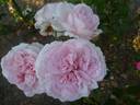 Alexandra - Princesse de Luxembourg rose photo