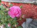 Empty Pockets rose photo