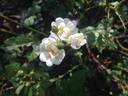 VANabunny rose photo