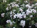 Hera's Song rose photo
