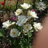 Grandma Bunny rose photo