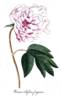 <i>Paeonia albiflora fragrans</i> peony photo