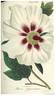 Papaveracea peony photo