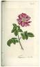 Rosa tigrina rose photo