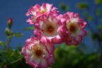 Sweet Vivien rose photo