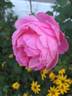The Reeve ® rose photo
