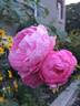 The Reeve ® rose photo