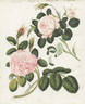 <i>Rosa centifolia rubicans</i> rose photo