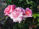 Pink Supreme rose photo