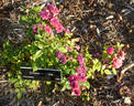 Children's Hope rose photo