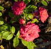 Children's Hope rose photo