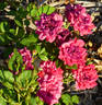 Children's Hope rose photo