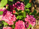 Children's Hope rose photo