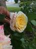 Château de la Bussière ® rose photo