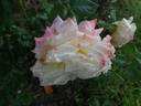 Château de la Bussière ® rose photo