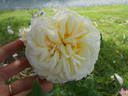 Château de la Bussière ® rose photo