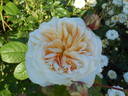 Gesualdo da Venosa rose photo
