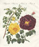 Rosa holoserica purpurea rose photo