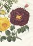 Rosa holoserica purpurea rose photo