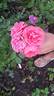 Jolie ™ rose photo