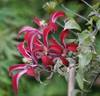 Gravetye Beauty clematis photo