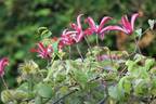 Gravetye Beauty clematis photo