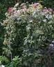 Gravetye Beauty clematis photo