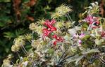 Gravetye Beauty clematis photo