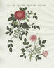 <i>Rosa provincialis minima</i> rose photo