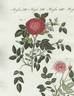 <i>Rosa provincialis minima</i> rose photo