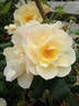 Edith Prickly rose photo