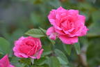The Billington Rose rose photo