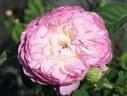 Christiane Frost rose photo