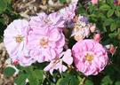 Raduga rose photo
