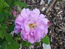 Raduga rose photo