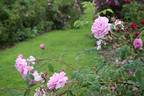 Vilena rose photo