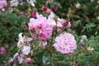 Vilena rose photo