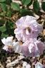 Vilena rose photo