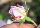 Vilena rose photo
