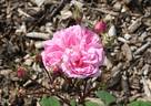 Vilena rose photo
