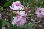 Vilena rose photo
