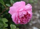 Vilena rose photo