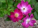 Happy Smile rose photo