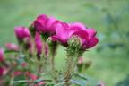 Emily Moss rose photo