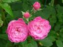 Anna la Belle rose photo