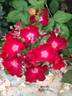 Anda rose photo
