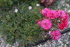 Purple Rain rose photo