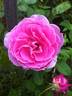Frozen in Time rose photo